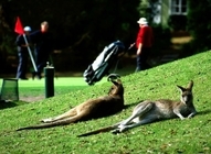 Thumb priroda australia 2